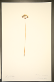 Allium ursinum RCPGdnHerbarium (143).JPG